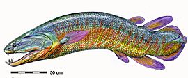 Life restoration of the Middle-Late Devonian lobe-finned fish Onychodus OnychodusDB15.jpg
