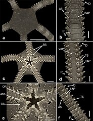 File:Ophioderma apressa (10.1590-1676-0611-BN-2017-0363) Figure 7.jpg (Category:Ophioderma appressum)