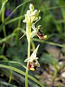 Ophrys annae