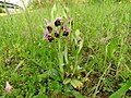 Ophrys holoserica France - Fort Louis