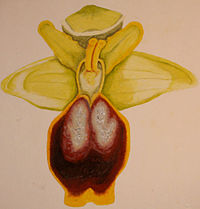 Ophrys subfusca subsp. laurensis