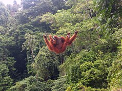 Orangutan Gunung Leuserin kansallispuistossa