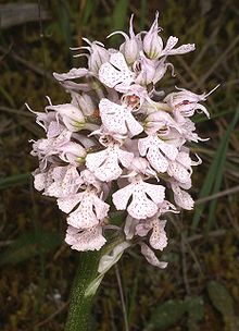 Orchis conica Mallorca 02.jpg