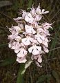 Neotinea tridentata (in the subfamily Orchidoideae)