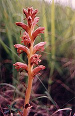 Miniatura para Orobanche teucrii