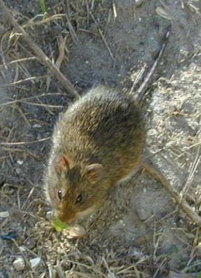 Descrição da imagem Oryzomys palustris Paynes.jpg.