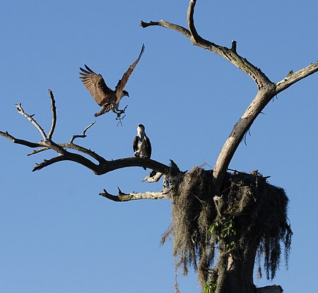 Tập tin:Osprey landing in the nest at Camp Echockotee.JPG