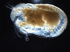 Ostracoda