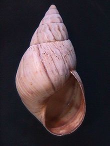 shell of Orthalicus maracaibensis Oxistila maracaibensis 009.jpg