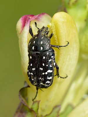 Mourning rose chafer (Oxythyrea funesta)