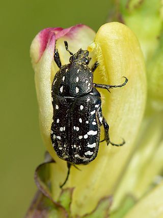 <i>Oxythyrea funesta</i> Species of beetle