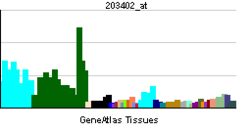 PBB GE KCNAB2 203402 at tn.png