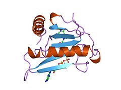 1fhi: Complex substrat anàleg (IB2) amb la proteïna tríada histidina fràgil, FHIT