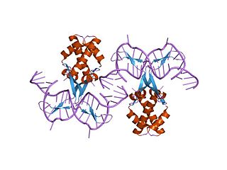 <span class="mw-page-title-main">Bacterial DNA binding protein</span>