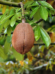 Pachira aquatica capsule. Pachira aquatica (fruit) edit1.jpg