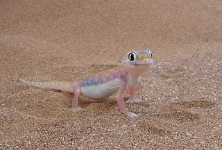 <i>Pachydactylus rangei</i> Species of lizard