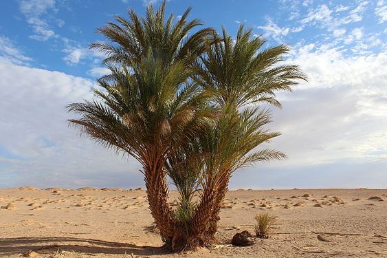 Date palm in the Adrar Province Photograph: Benzita Abdelhadi