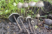 Panaeolus papilionaceus California.jpg