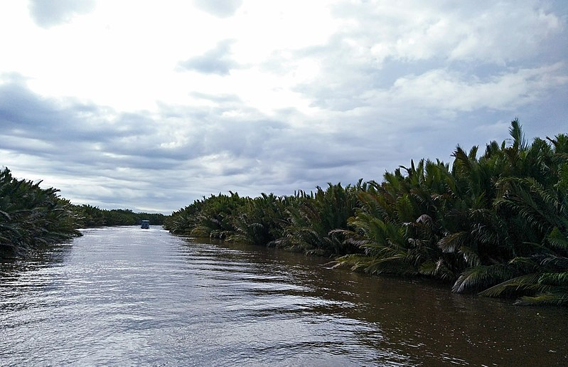 File:Panorama flora pohon nipah di kawasan TNTP (Taman Nasional Tanjung Puting), Kab. Kotawaringin Barat (1).jpg