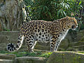 Panthera pardus orientalis Colchester Zoo