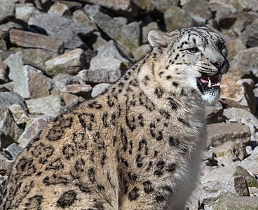 A Snow Leopard at Karlsruhe Zoo