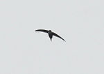 Thumbnail for Lesser swallow-tailed swift