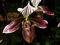 Paphiopedilum purpuratum