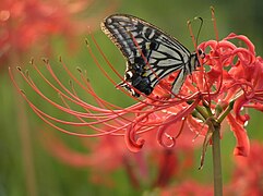 Papilio xuthus and HIGANBANA Lycoris radiata.jpg