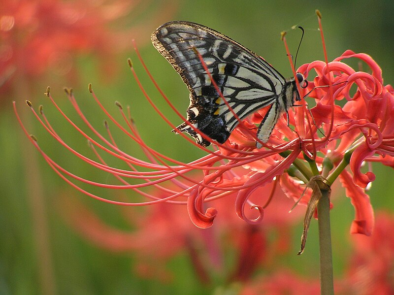 File:Papilio xuthus and HIGANBANA Lycoris radiata.jpg