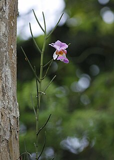 <i>Papilionanthe teres</i> Species of plant