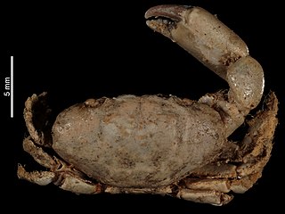 <i>Paraliomera</i> Genus of crabs