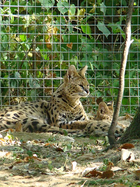 File:Parc des félins - Leptailurus serval 7.JPG