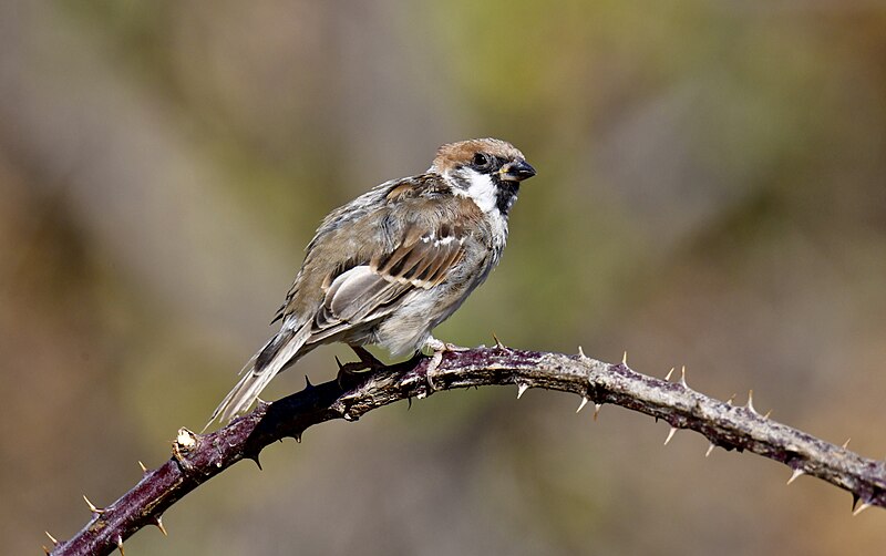 File:Pardal-montês, Eurasian Tree Sparrow (53117901686).jpg