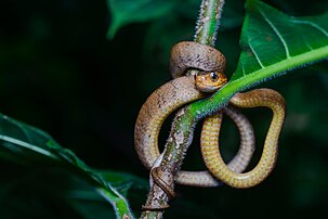 Pareas carinatus, Keeled slug-eating snake - Khao Sok National Park (29695502915).jpg