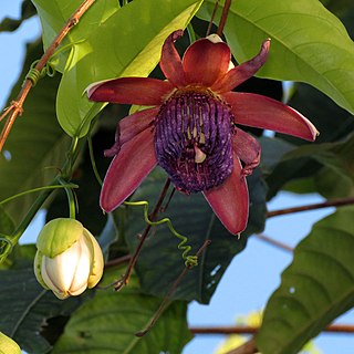 <i>Passiflora ambigua</i> Species of vine