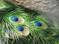 Peacock feathers closeup.jpg