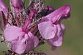 Pedicularis rosea