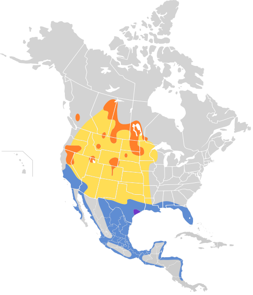 File:Pelecanus erythrorhynchos map.svg