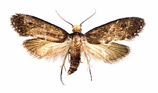 <i>Pelecystola</i> Genus of moths