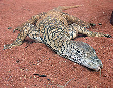 Perentie Lizard Perth Zoo SMC Spet 2005.jpg