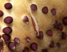 Crevette nettoyeuse Periclimenes soror sur une étoile-coussin (Culcita schmideliana).