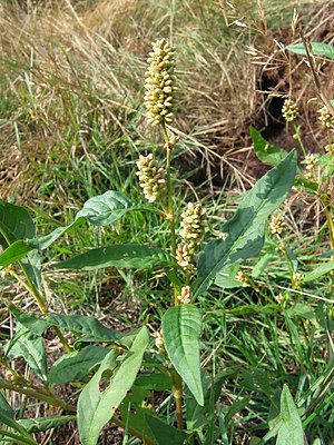 Dock knotweed (Persicaria lapathifolia)