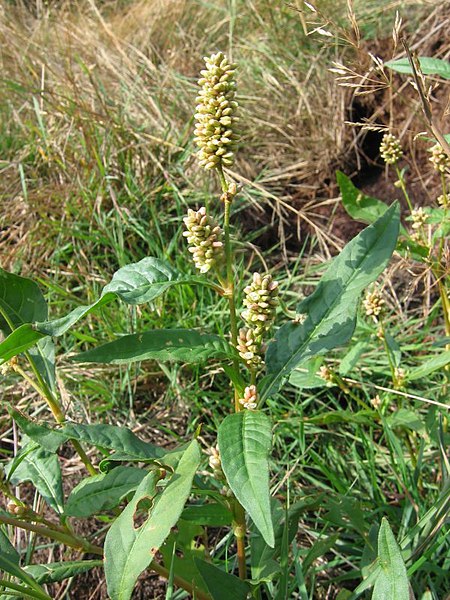 File:Persicaria lapathifolia.jpeg