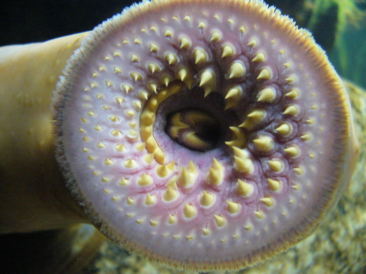 Sea lamprey - Wikipedia