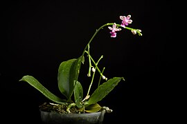 Phalaenopsis deliciosa Rchb.f., Bonplandia (Hannover) 2 93 (1854) (45617753372).jpg