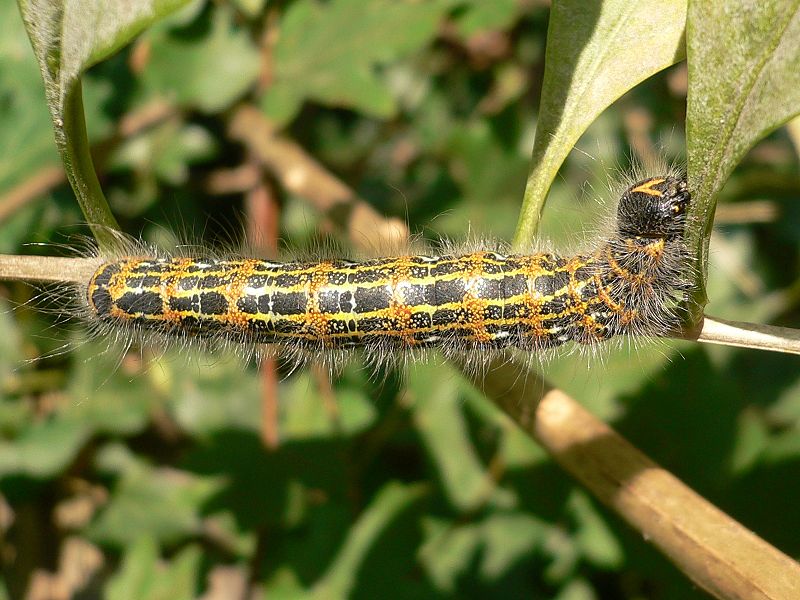 File:Phalera bucephala 20050909 444 part.jpg