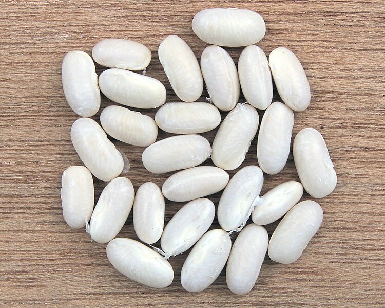 File:Phaseolus vulgaris white beans, witte boon.jpg