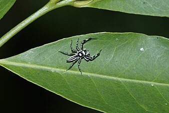 Phintella sp.