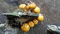 Pholiota squarrosa