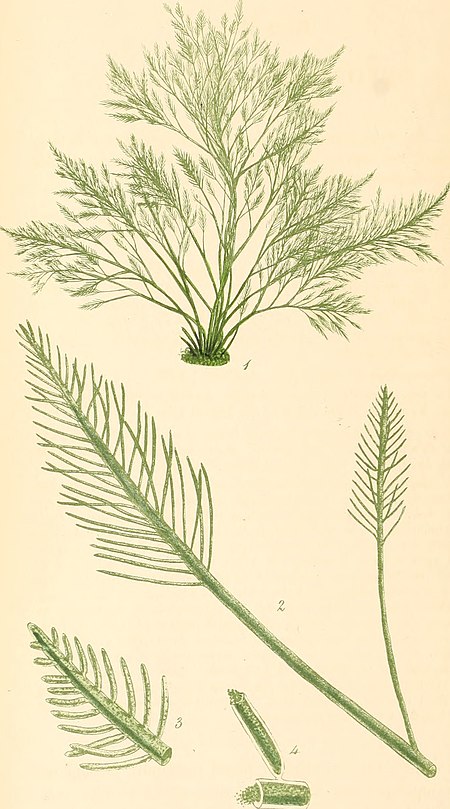 Phycologia britannica, or, A History of British sea-weeds, containing coloured figures, generic and specific characters, synonymes, and descriptions of all the species of algae inhabiting the shores (14595646840).jpg